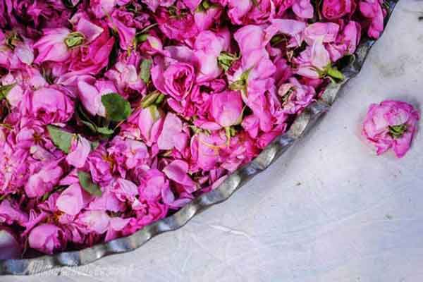 فواید خوردن گلاب قبل از خواب خواص گلاب در مردان خواص گلاب برای معده و روده خواص گلاب برای رحم فواید خوردن گلاب ناشتا خواص گلاب برای اعصاب خواص گلاب برای مغز خواص گلاب برای کبد