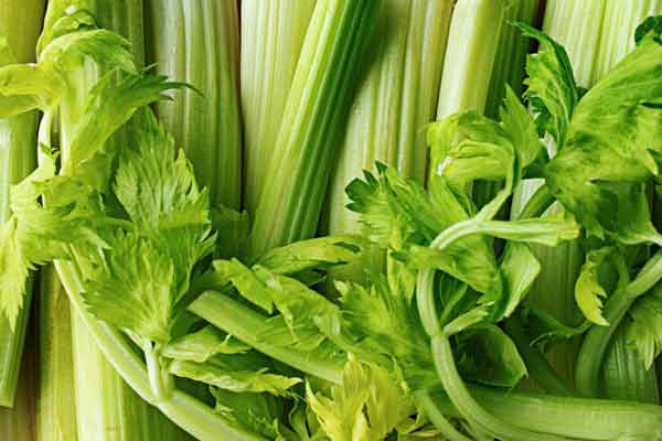 مضرات کرفس خواص کرفس برای زنان خواص کرفس برای مردان خواص کرفس برای رحم خواص کرفس دکتر خیراندیش آب کرفس برای چه کسانی مضر است خواص کرفس برای کبد خواص کرفس برای استخوان