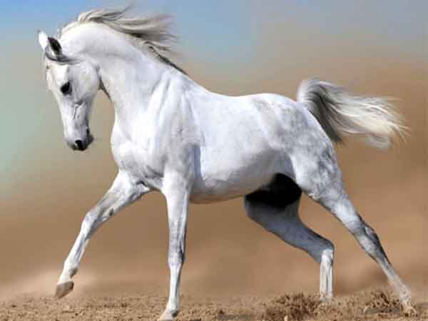 تعبیر خواب اسب قهوه ایی حضرت یوسف تعبیر خواب اسب سفید چیست تعبیر خواب اسب قهوه ای ابن سیرین تعبیر خواب اسب از دیدگاه امام صادق تعبیر خواب اسب قهوه ای نی نی سایت تعبیر خواب اسب سیاه خیلی بزرگ تعبیر خواب اسب سفید ابن سیرین تعبیر خواب اسب سیاه امام صادق