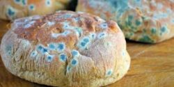 تعبیر خواب کپک حضرت یوسف و کپک زدن دیوار خانه و غذا و بدن 