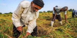 تعبیر خواب کشاورزی حضرت یوسف و زمین سرسبز کشاورزی دیگران