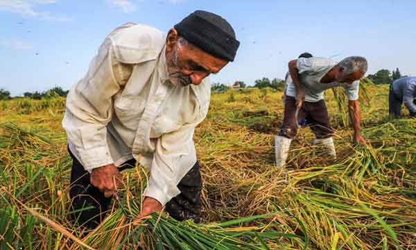 تعبیر خواب زمین کشاورزی دیگران تعبیر خواب زمین کشاورزی سرسبز تعبیر خواب زمین کشاورزی برای دختر مجرد تعبیر خواب زمین کشاورزی خشک تعبیر خواب زمین کشاورزی پر از آب تعبیر خواب زمین کشاورزی گندم تعبیر خواب زمین کشاورزی برنج تعبیر خواب کشاورزی مرده