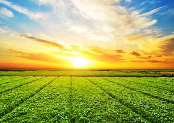  تعبیر خواب مزرعه برای دختر مجرد تعبیر خواب گندم سبز حضرت یوسف تعبیر خواب مزرعه برنج حضرت یوسف تعبیر خواب مزرعه سبز تعبیر خواب مزرعه سبز برای دختر مجرد تعبیر خواب مزرعه گندم زرد تعبیر خواب مزرعه صیفی جات تعبیر خواب گندم زار سبز