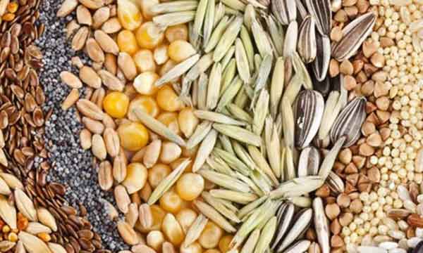 تعبیر خواب تخمه آفتابگردان امام صادق تعبیر خواب تخمه سفید امام صادق تعبیر خواب تخمه سیاه خوردن تعبیر خواب تخمه کدو خوردن تعبیر خواب تخمه شکستن تعبیر خواب تخمه آفتابگردان سیاه تعبیر خواب تخمه آفتابگردان سفید تعبیر خواب تخمه آفتابگردان خام