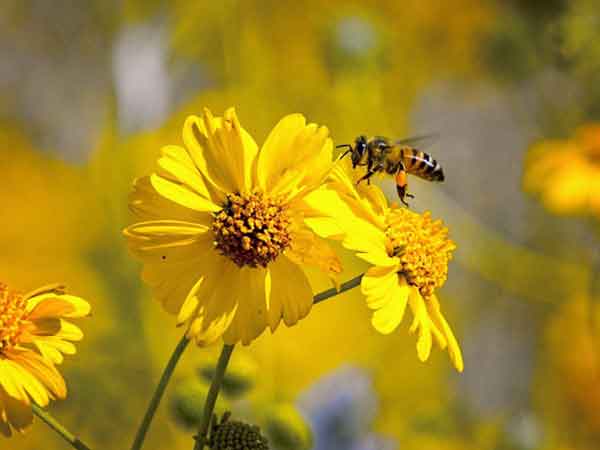 تعبیر خواب زنبورهای زیاد تعبیر خواب زنبورهای زرد تعبیر زنبورعسل در خواب تعبیر خواب زنبورهای سیاه تعبیر خواب زنبورعسل در خانه تعبیر خواب زنبورعسل ابن سیرین تعبیر خواب زنبورهای قرمز تعبیر خواب حمله زنبورهای عسل
