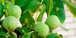 تعبیر خواب جمع کردن گردو از زمین امام صادق و حضرت یوسف و از زیر درخت