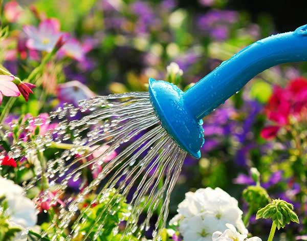 تعبیر خواب آب دادن به گل + آب دادن به گلدان ها و آب دادن به درخت با شلنگ