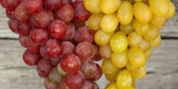 تعبیر خواب انگور زرد چیه + حضرت یوسف و امام صادق و گرفتن انگور از دیگران