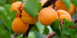 تعبیر خواب درخت زردآلو امام صادق در خانه + حضرت یوسف و ابن سیرین