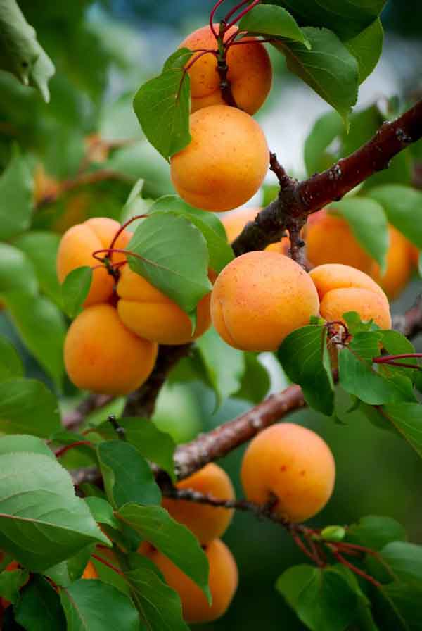 تعبیر خواب درخت زردآلو امام صادق تعبیر خواب زردآلو حضرت یوسف تعبیر خواب چیدن زردآلو از درخت تعبیر خواب زردالو برای دختر مجرد تعبیر خواب درخت زردآلو در خانه تعبیر خواب درخت زردآلو ابن سیرین تعبیر خواب زردآلو چیدن و خوردن دیدن زردآلو در خواب زن