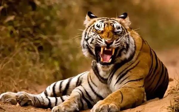 تعبیر خواب ببر بزرگ + از حضرت یوسف و کشتن ببر امام صادق