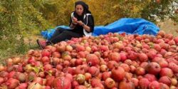 تعبیر خواب باغ انار حضرت یوسف و امام صادق + باغ انار برای دختر مجرد