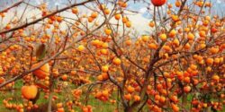 تعبیر خواب باغ خرمالو + از حضرت یوسف و درخت خرمالو امام صادق برای دختر مجر