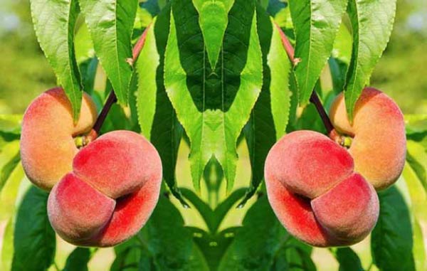 تعبیر خواب چیدن هلو از درخت + درخت هلو امام صادق و حضرت یوسف