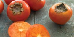 تعبیر خواب چیدن خرمالو از درخت + حضرت یوسف و درخت خرمالو امام صادق