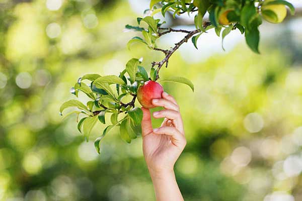 تعبیر خواب چیدن میوه از درخت امام صادق + برای دختر مجرد و چیدن سیب زرد