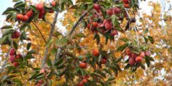 تعبیر خواب درختان خرمالو + درخت خرمالو امام صادق و حضرت یوسف دختر مجرد