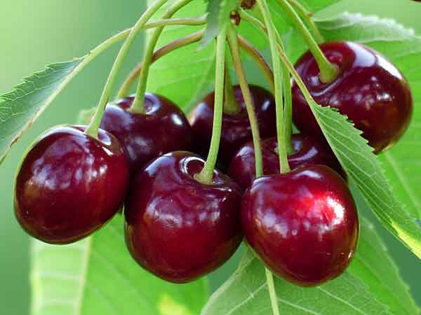 تعبیر خواب درخت گیلاس + چیدن گیلاس از درخت حضرت یوسف و امام صادق