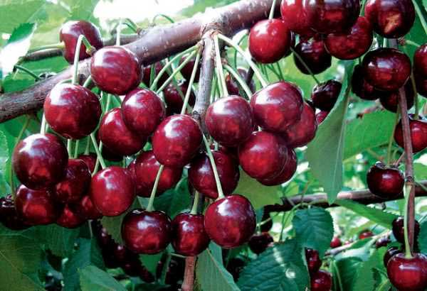 تعبیر خواب درخت گیلاس پربار + گیلاس چیدن امام صادق و حضرت یوسف