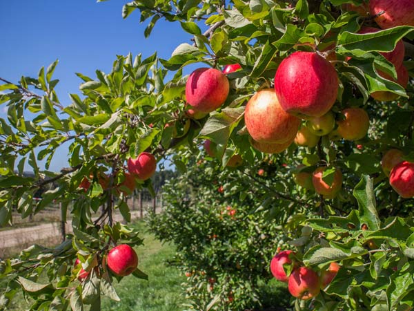 تعبیر خواب درخت سیب امام صادق + درخت سیب در حیاط خانه حضرت یوسف