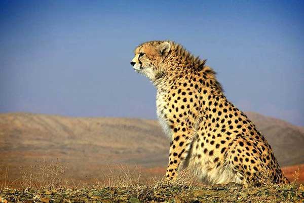 تعبیر خواب دیدن پلنگ + حضرت یوسف و دیدن پلنگ در خواب از ابن سیرین و امام صادق
