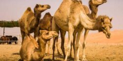 تعبیر خواب فرار از شتر + حمله شتر حضرت یوسف و حمله شتر وحشی به انسان