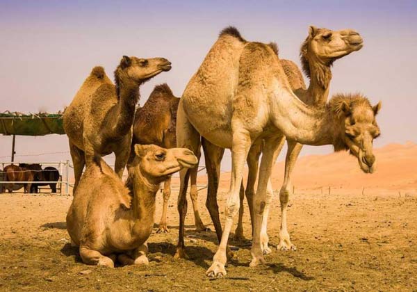 تعبیر خواب فرار از شتر + حمله شتر حضرت یوسف و حمله شتر وحشی به انسان
