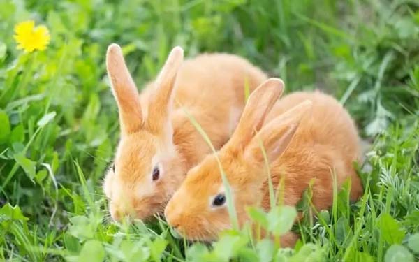 تعبیر خواب گاز گرفتن خرگوش + از حضرت یوسف برای دختر مجرد و خرگوش در آب