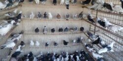 تعبیر خواب قفس کبوتر + پرنده در قفس امام صادق و کبوتر سفید حضرت یوسف