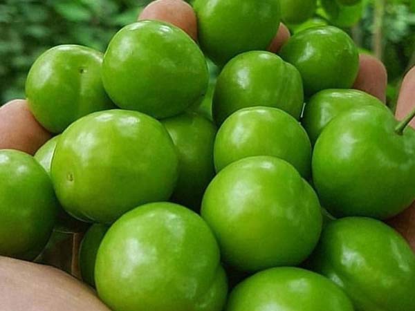 تعبیر خواب گوجه سبز حضرت یوسف و امام صادق + برای دختر مجرد