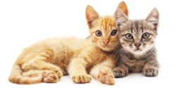 تعبیر خواب گربه سفید قهوه ای + حضرت یوسف و چنگ زدن گربه ابن سیرین