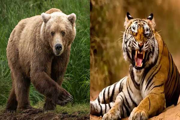 تعبیر خواب خرس و پلنگ + خرس سیاه از نظر امام صادق و فرار از خرس سیاه