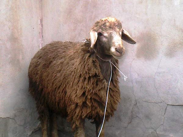 تعبیر خواب خون قربانی + قربانی گوسفندان امام صادق و ذبح گوسفندان حضرت یوسف