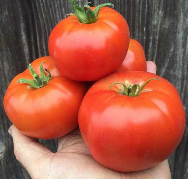 تعبیر خواب مرده گوجه فرنگی بدهد + امام صادق و حضرت یوسف و ابن سیرین