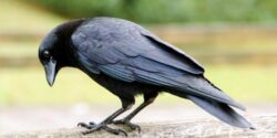 تعبیر خواب نوک زدن کلاغ + نوک زدن کلاغ به سر انسان و نشستن کلاغ روی سر انسان