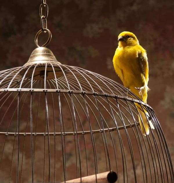 تعبیر خواب پرواز پرنده از قفس + پرنده در قفس امام صادق و حضرت یوسف