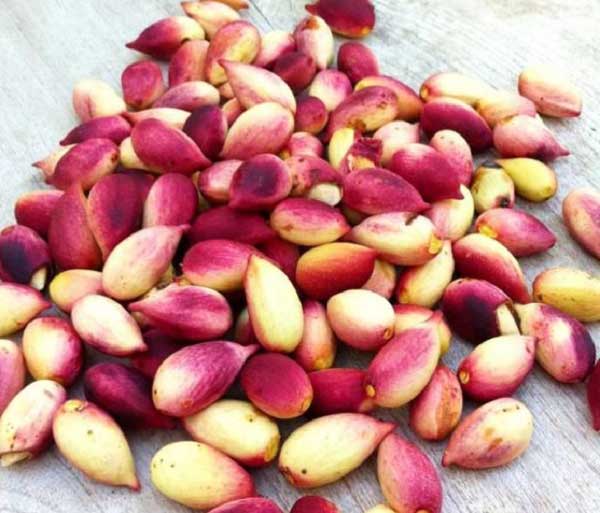 تعبیر خواب پسته تازه با پوست + پسته تازه امام صادق و حضرت یوسف برای دختر مجرد