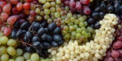 تعبیر خواب انگور دزدیدن + چیدن انگور از باغ دیگری و انگور سبز برای دختر مجرد