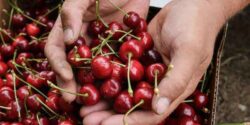 تعبیر خواب گیلاس چیدن امام صادق + چیدن گیلاس از درخت حضرت یوسف