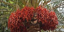 تعبیر خواب خارک سرخ + خارک سبز امام صادق و رطب تازه و قرمز