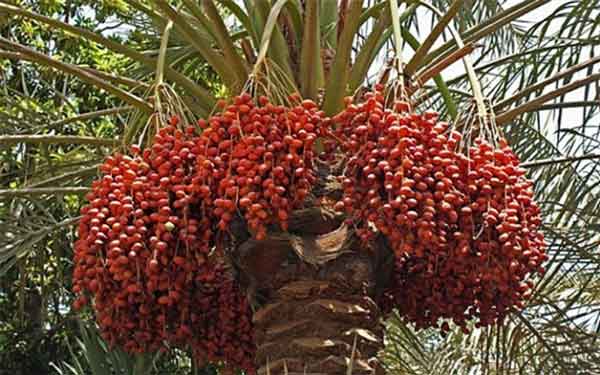 تعبیر خواب خارک سبز امام صادق تعبیر خواب رطب تازه تعبیر خواب رطب قرمز تعبیر خواب خارک زرد برای زن باردار تعبیر خواب خارک زرد خوردن تعبیر خواب چیدن خارک زرد تعبیر خواب رطب امام صادق تعبیر خواب چیدن رطب از درخت نخل