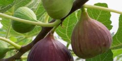 تعبیر خواب انجیر چیدن از درخت + چیدن انجیر سبز و زرد و سیاه و سفید از درخت