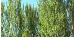 تعبیر خواب درخت سپیدار + درخت سبز و پربرگ برای دختر مجرد و درخت بلند