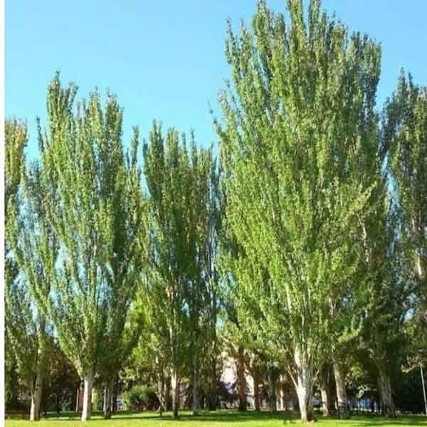 تعبیر خواب درخت سبز بلند تعبیر خواب درخت سبز و پربرگ برای دختر مجرد تعبیر خواب درخت خشکیده تعبیر خواب درخت به حضرت یوسف تعبیر خواب پیوند زدن درخت تعبیر خواب زیر درخت نشستن تعبیر خواب درخت سخنگو تعبیر خواب از درخت بالا رفتن