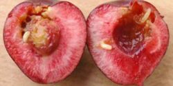 تعبیر خواب گیلاس خراب + گیلاس چیدن امام صادق و چیدن گیلاس از حضرت یوسف