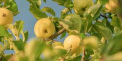 تعبیر خواب سیب زرد برای زن باردار از ابن سیرین + امام صادق و حضرت یوسف