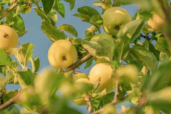 تعبیر خواب سیب زرد برای زن باردار نی نی سایت خواب سیب زرد و جنسیت جنین تعبیر خواب سیب سبز برای زن باردار نی نی سایت خواب سیب و جنسیت جنین نی نی سایت تعبیر خواب سیب زرد گرفتن از دیگران تعبیر خواب چیدن سیب زرد از درخت تعبیر خواب سیب زرد گندیده تعبیر خواب سیب سف