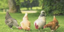 تعبیر خواب مرغ تخمگذار + مرغ خانگی و تخمه مرغ برای زن متاهل