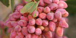 تعبیر خواب درخت پسته در خانه + امام صادق و درخت پسته تازه با پوست برای دختر