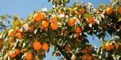 تعبیر خواب خرمالو روی درخت + درخت خرمالو امام صادق و حضرت یوسف